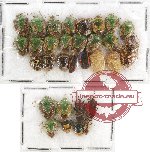 Scientific lot no. 429A Heteroptera (Pentatomidae) (32 pcs)
