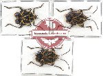 Scientific lot no. 449A Heteroptera (3 pcs - 1 pc A2)
