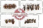Scientific lot no. 459 Heteroptera (29 pcs)
