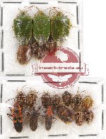 Scientific lot no. 438A Heteroptera (Pentatomidae) (19 pcs)