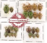 Scientific lot no. 465 Heteroptera (24 pcs)