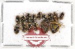 Scientific lot no. 431A Heteroptera (15 pcs)