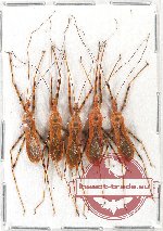 Scientific lot no. 454A Heteroptera (5 pcs)
