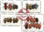 Scientific lot no. 462 Heteroptera (22 pcs)