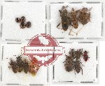 Scientific lot no. 421A Heteroptera (16 pcs)