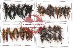 Scientific lot no. 48 Dermaptera (37 pcs A, A-, A2)