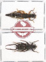 Scientific lot no. 60 Dermaptera (2 pcs A2)