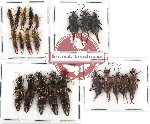 Scientific lot no. 45 Dermaptera (22 pcs)