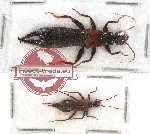 Scientific lot no. 56 Dermaptera (2 pcs)