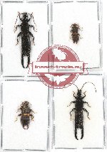 Scientific lot no. 34 Dermaptera (4 pcs - 1 pc A2)