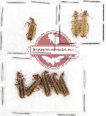 Scientific lot no. 12 Prionoceridae (8 pcs)