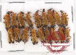 Scientific lot no. 17 Prionoceridae (18 pcs)