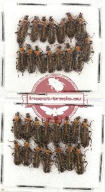 Scientific lot no. 8 Prionoceridae (30 pcs)