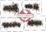 Scientific lot no. 199A Tenebrionidae (21 pcs A, A-, A2)