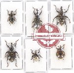 Scientific lot no. 383 Curculionidae (6 pcs - 2 pcs A2)