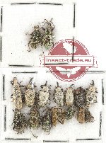 Scientific lot no. 358A Curculionidae (16 pcs)