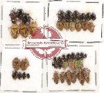 Scientific lot no. 455A Heteroptera (43 pcs)