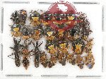 Scientific lot no. 458 Heteroptera (27 pcs)