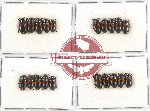 Scientific lot no. 66 Erotylidae (20 pcs)