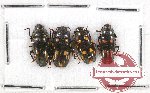 Scientific lot no. 53 Erotylidae (4 pcs)