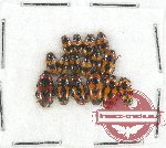 Scientific lot no. 49 Erotylidae (16 pcs)