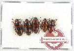 Scientific lot no. 58 Erotylidae (5 pcs)