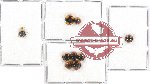 Scientific lot no. 70 Coccinelidae (9 pcs)