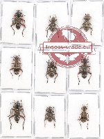 Scientific lot no. 69A Cleridae (9 pcs)