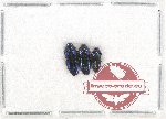 Scientific lot no. 64 Buprestidae (Coraebini) (3 pcs)