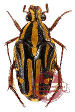 Ixorida (Mecinonota) venerea ssp. yamdena