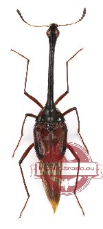 Scaphidiidae sp. 1