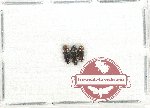 Scientific lot no. 63 Buprestidae (Coraebini) (3 pcs)