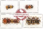 Scientific lot no. 208A Chrysomelidae (15 pcs)