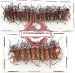 Scientific lot no. 75A Melolonthinae (13 pcs - 5 pcs A2)