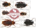 Scientific lot no. 22 Blattodea (6 pcs A, A-)