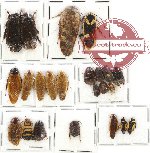 Scientific lot no. 19 Blattodea (23 pcs)