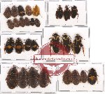 Scientific lot no. 21 Blattodea (29 pcs A, A-, A2)