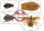 Scientific lot no. 31 Blattodea (4 pcs A, A2)