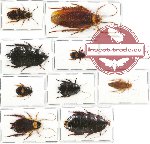 Scientific lot no. 24 Blattodea (9 pcs A, A-)