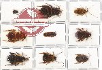 Scientific lot no. 25 Blattodea (9 pcs A, A2)