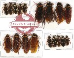 Scientific lot no. 20 Blattodea (18 pcs A, A-, A2)