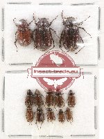 Scientific lot no. 78A Melolonthinae (13 pcs)