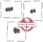 Scientific lot no. 74 Erotylidae (7 pcs)