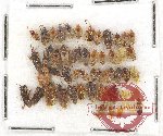 Scientific lot no. 440A Heteroptera (53 pcs)