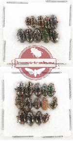 Scientific lot no. 213A Chrysomelidae (24 pcs)