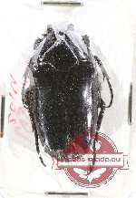 Clerota sticheri (black form)