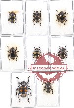 Scientific lot no. 31 Endomychidae (8 pcs)