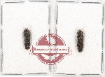 Scientific lot no. 69 Buprestidae (Coraebini) (2 pcs)