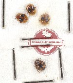 Scientific lot no. 32 Endomychidae (4 pcs)