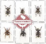 Scientific lot no. 384 Curculionidae (6 pcs)